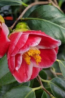 Sadaharu Oh Camellia - 7 Gallon Pot (3-4') 14 Sadaharu Oh Camellia - 7 Gallon Pot (3-4') -Best Plant Shop Camellia Sadaharu Oh 7