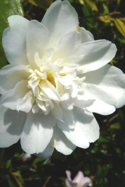 Snow Flurry Cold Hardy Camellia Hybrid - 3 Gallon Pot -Best Plant Shop Camellia Snow Flurry 2
