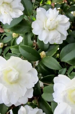 Snow Flurry Cold Hardy Camellia Hybrid - 3 Gallon Pot -Best Plant Shop Camellia Snow Flurry 6