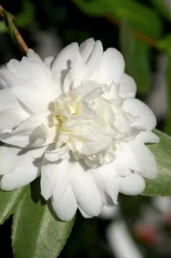 Snow Flurry Cold Hardy Camellia Hybrid - 3 Gallon Pot -Best Plant Shop Camellia Snow Flurry 8
