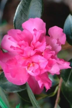 Sparkling Burgundy Camellia Sasanqua - 3 Gallon Pot -Best Plant Shop Camellia Sparkling Burgundy 21