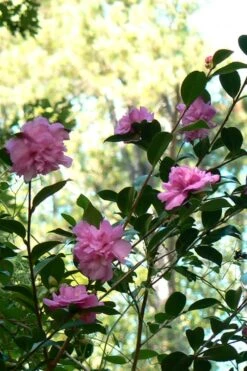 Sparkling Burgundy Camellia Sasanqua - 3 Gallon Pot -Best Plant Shop Camellia Sparkling Burgundy 24