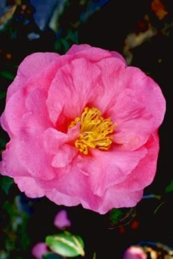 Stephanie Golden Dwarf Camellia Sasanqua - 1 Gallon Pot 11 Stephanie Golden Dwarf Camellia Sasanqua - 1 Gallon Pot -Best Plant Shop Camellia Stephanie Golden 12