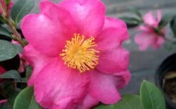 Stephanie Golden Dwarf Camellia Sasanqua - 1 Gallon Pot 10 Stephanie Golden Dwarf Camellia Sasanqua - 1 Gallon Pot -Best Plant Shop Camellia Stephanie Golden Closeup Flower