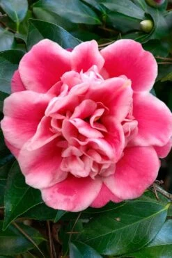 Tama Bambino Camellia Japonica - 1 Gallon Pot -Best Plant Shop Camellia Tama Bambino 1