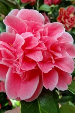 Tama Bambino Camellia Japonica - 1 Gallon Pot -Best Plant Shop Camellia Tama Bambino 10