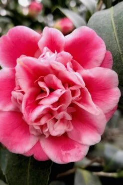 Tama Bambino Camellia Japonica - 1 Gallon Pot -Best Plant Shop Camellia Tama Bambino 11