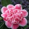 Tama Bambino Camellia Japonica - 1 Gallon Pot -Best Plant Shop Camellia Tama Bambino 12
