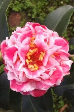 Tama Bambino Camellia Japonica - 1 Gallon Pot -Best Plant Shop Camellia Tama Bambino 2