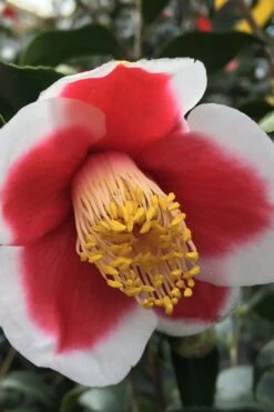 Tama No Ura Weeping Camellia Japonica - 3 Gallon Pot -Best Plant Shop Camellia Tama No Ura 1