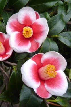 Tama No Ura Weeping Camellia Japonica - 3 Gallon Pot -Best Plant Shop Camellia Tama No Ura 2