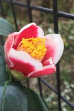 Tama No Ura Weeping Camellia Japonica - 3 Gallon Pot -Best Plant Shop Camellia Tama No Ura 4