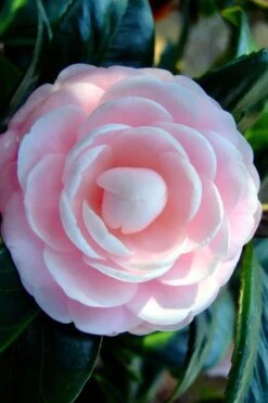 Winter's Rose Cold Hardy Dwarf Camellia - 3 Gallon Pot -Best Plant Shop Camellia Winters Rose 6