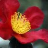 Yuletide Camellia Sasanqua - 6 Pack Of 1 Gallon Pots -Best Plant Shop Camellia Yuletide 31
