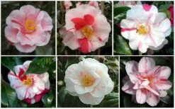 Lady Vansittart Multicolor Camellia Japonica - 6 Pack Of 1 Gallon Pots 14 Lady Vansittart Multicolor Camellia Japonica - 6 Pack Of 1 Gallon Pots -Best Plant Shop CamelliaLadyVasittart 2
