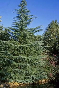 Deodar Cedar Tree - 6 Pack Of 1 Gallon Pots 14 Deodar Cedar Tree - 6 Pack Of 1 Gallon Pots -Best Plant Shop Cedar Deodar 23