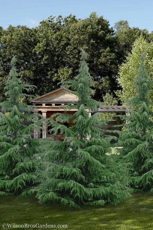 Deodar Cedar Tree - 6 Pack Of 1 Gallon Pots 6 Deodar Cedar Tree - 6 Pack Of 1 Gallon Pots - Image 4