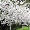Yoshino Flowering Cherry Tree - 2 Gallon Pot -Best Plant Shop Cherry Yoshino 1