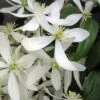 Snowdrift Evergreen Clematis Armandii - 5 Gallon Pot -Best Plant Shop Clematis Armandii Snowdrift 500x750 3