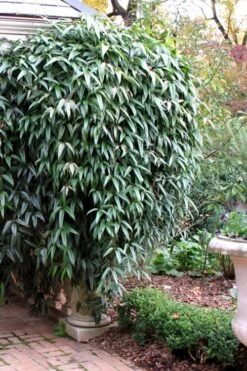 Snowdrift Evergreen Clematis Armandii - 2 Gallon Pot 14 Snowdrift Evergreen Clematis Armandii - 2 Gallon Pot -Best Plant Shop Clematis Armandii Snowdrift 52 1