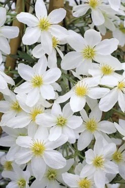 Avalanche Evergreen Clematis - 2 Gallon Pot -Best Plant Shop Clematis Avalanche 10