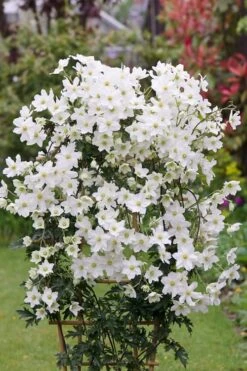 Avalanche Evergreen Clematis - 2 Gallon Pot -Best Plant Shop Clematis Avalanche 5