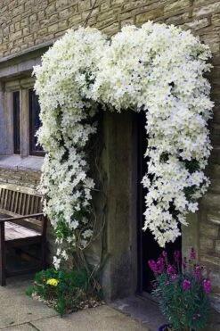 Avalanche Evergreen Clematis - 2 Gallon Pot -Best Plant Shop Clematis Avalanche 7