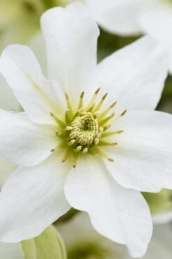 Avalanche Evergreen Clematis - 2 Gallon Pot -Best Plant Shop Clematis Avalanche 8