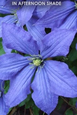 Rhapsody Clematis - 1 Gallon Pot 15 Rhapsody Clematis - 1 Gallon Pot -Best Plant Shop Clematis Rhapsody in shade