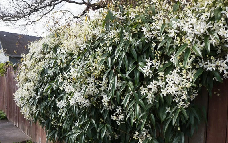 Snowdrift Evergreen Clematis Armandii - 2 Gallon Pot 10 Snowdrift Evergreen Clematis Armandii - 2 Gallon Pot - Image 8