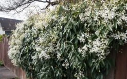 Snowdrift Evergreen Clematis Armandii - 1 Gallon Pot -Best Plant Shop Clematis Snowdrift 22