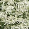 Sweet Autumn Clematis - 1 Gallon Pot 1 Sweet Autumn Clematis - 1 Gallon Pot -Best Plant Shop Clematis Sweet Autumn 1