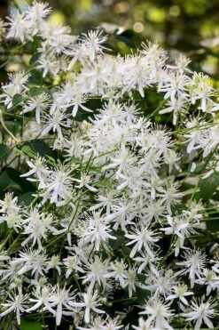 Sweet Autumn Clematis - 1 Gallon Pot -Best Plant Shop Clematis Sweet Autumn 2