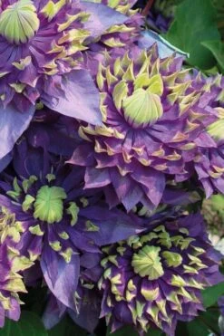 Taiga Clematis - 1 Gallon Pot -Best Plant Shop Clematis Taiga 3 2
