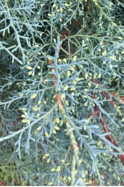 Carolina Sapphire Arizona Cypress - 3 Gallon Pot 13 Carolina Sapphire Arizona Cypress - 3 Gallon Pot -Best Plant Shop Cypress Carolina Sapphire 23 1