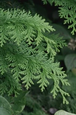 Southern Lace Hinoki Cypress - 1 Gallon Pot -Best Plant Shop Cypress Hinoki Southern Lace 13