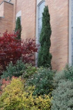 Italian Cypress - 6 Pack Of 1 Gallon Pots -Best Plant Shop Cypress Italian 10