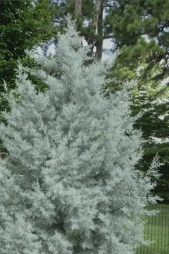 Silver Smoke Arizona Cypress - 6 Pack Of 1 Gallon Pots -Best Plant Shop Cypress Silver Smoke 20