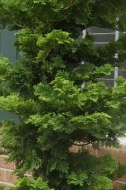 Slender Hinoki Cypress - 3 Gallon Pot (1.5-2') 10 Slender Hinoki Cypress - 3 Gallon Pot (1.5-2') -Best Plant Shop Cypress Slender Hinoki 19