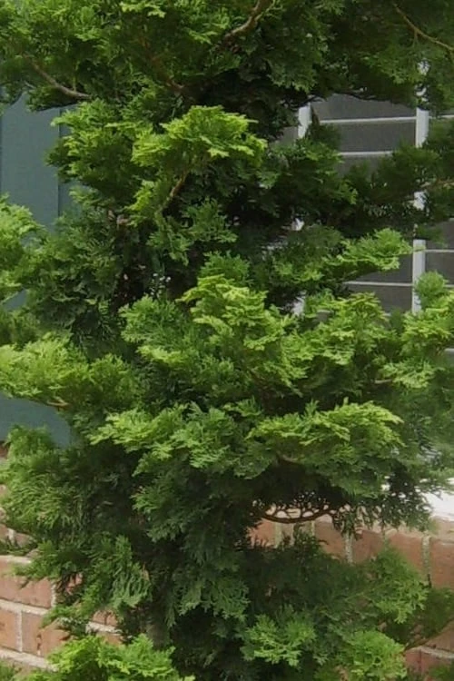 Slender Hinoki Cypress - 3 Gallon Pot (1.5-2') 6 Slender Hinoki Cypress - 3 Gallon Pot (1.5-2') - Image 4