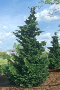 Slender Hinoki Cypress - 1 Gallon Pot 13 Slender Hinoki Cypress - 1 Gallon Pot -Best Plant Shop Cypress Slender Hinoki Rev 500x750 2