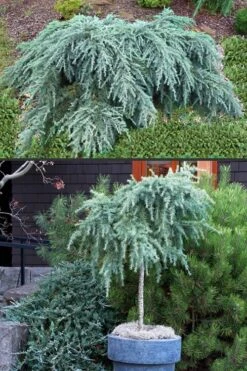 Feelin Blue Deodar Cedar (Single Trunk Tree Form) - 2 Gallon Pot -Best Plant Shop Deodar Cedar Feelin Blue 500x750 1