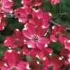 Cherokee Brave Red Dogwood Tree - Cornus Florida - 7 Gallon Pot -Best Plant Shop Dogwood Cherokee Brave 2