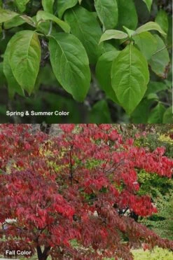 Cherokee Brave Red Dogwood Tree - Cornus Florida - 7 Gallon Pot -Best Plant Shop Dogwood Cherokee Chief 7