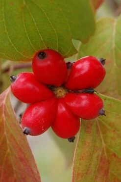 Cherokee Brave Red Dogwood Tree - Cornus Florida - 7 Gallon Pot -Best Plant Shop Dogwood Cherokee Chief 8