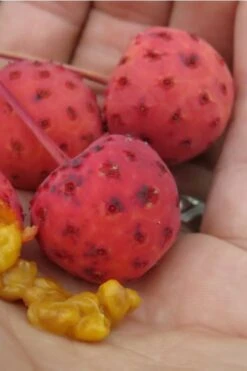 Scarlet Fire Dogwood (Cornus Kousa) - 1 Gallon Pot -Best Plant Shop Dogwood Scarlet Fire 10