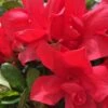 Autumn Bonfire Encore Azalea - 1 Gallon Pot -Best Plant Shop Encore Azalea Autumn Bonfire 500x750 1