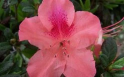 Autumn Coral Encore Azalea - 1 Gallon Pot 9 Autumn Coral Encore Azalea - 1 Gallon Pot -Best Plant Shop Encore Azalea Autumn Coral