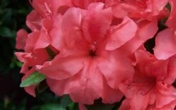 Autumn Princess Encore Azalea - 1 Gallon Pot 9 Autumn Princess Encore Azalea - 1 Gallon Pot -Best Plant Shop Encore Azalea Autumn Princess