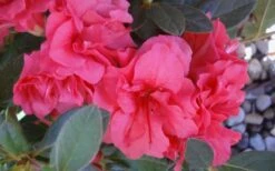 Autumn Rouge Encore Azalea - 1 Gallon Pot 11 Autumn Rouge Encore Azalea - 1 Gallon Pot -Best Plant Shop Encore Azalea Autumn Rouge 5